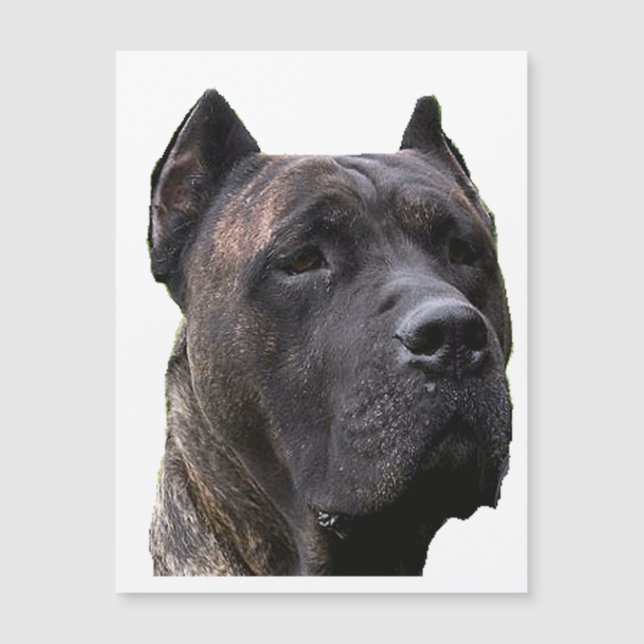 perro de pressa.png (Framsida)