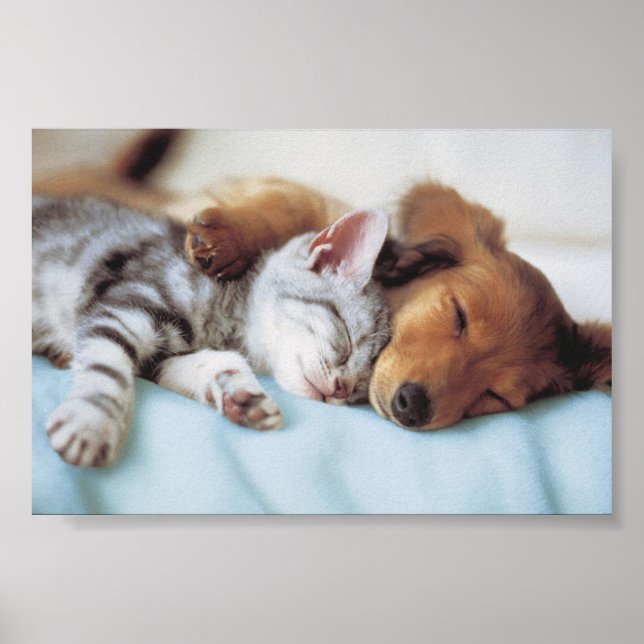 perro y gato poster (Framsidan)