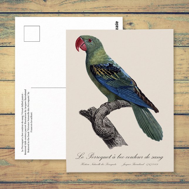 Perroquet a bec couleur sang/Underbar papegoja Vykort (Great-Billed Parrot, Tanygnathus Megalorynchos. Postcard)