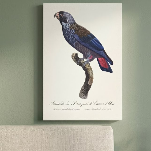 Perroquet a Camail bleu/Dusky parrot Canvastryck (Dusky Parrot or Dusky Pionus, Pionus fuscus. Canvas Print )