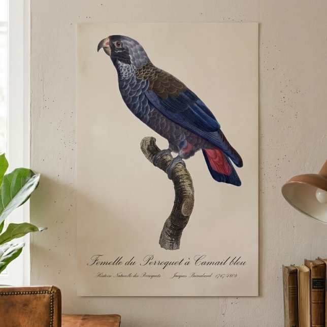 Perroquet a Camail bleu/Dusky parrot Poster (Dusky Parrot or Dusky Pionus, Pionus fuscus. Poster)