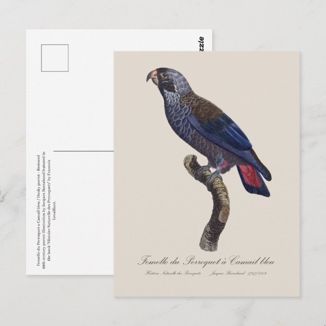 Perroquet a Camail bleu/Dusky parrot Vykort (Fram/baksida)