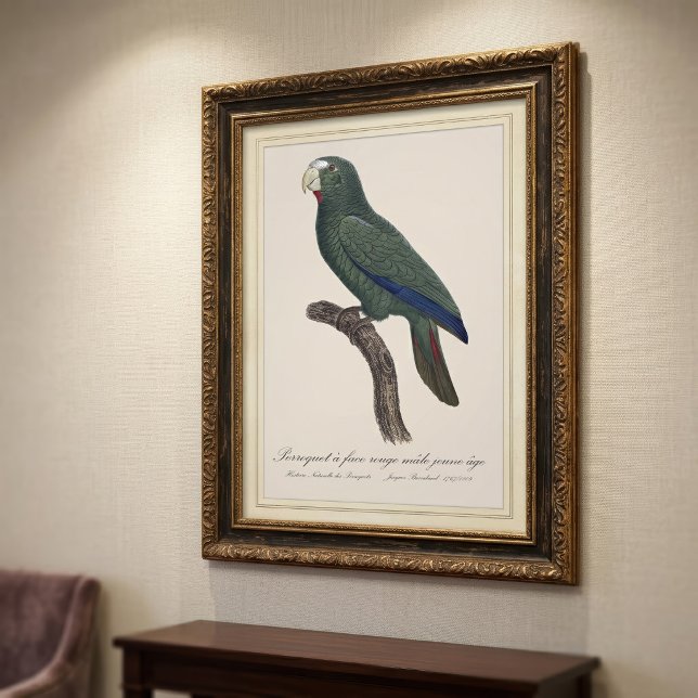 Perroquet ansikte rouge juvenile/Cuban Amazon Fototryck (Juvenil Cuban Amazon Parrot, Amazona Leucocephala. Canvas Print)