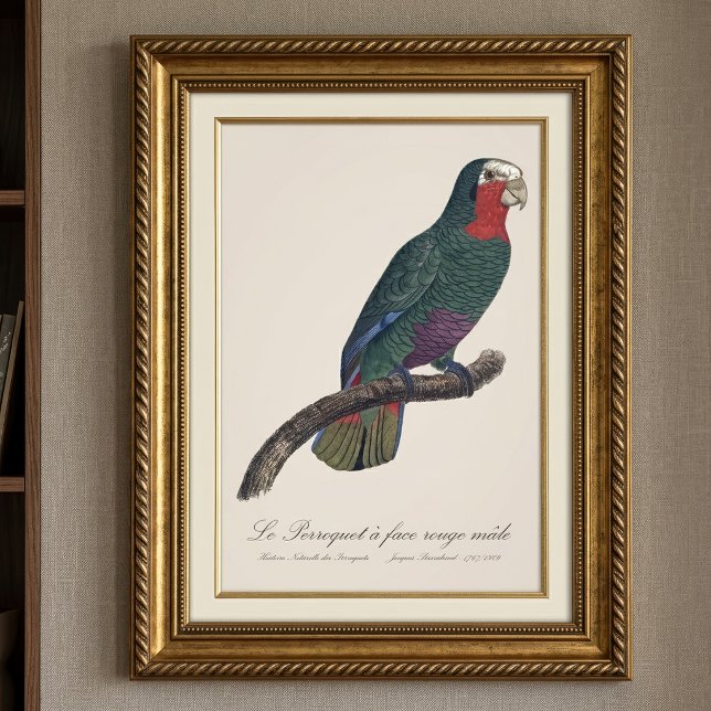 Perroquet ansikte rouge manlig/kubansk Amazon Fototryck (Cuban Amazon or Cuban Parrot, Amazona Leucocephala. Photo Print)