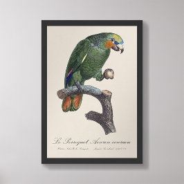 Perroquet Aourou-couraou/ Orange-winged amazon Fototryck