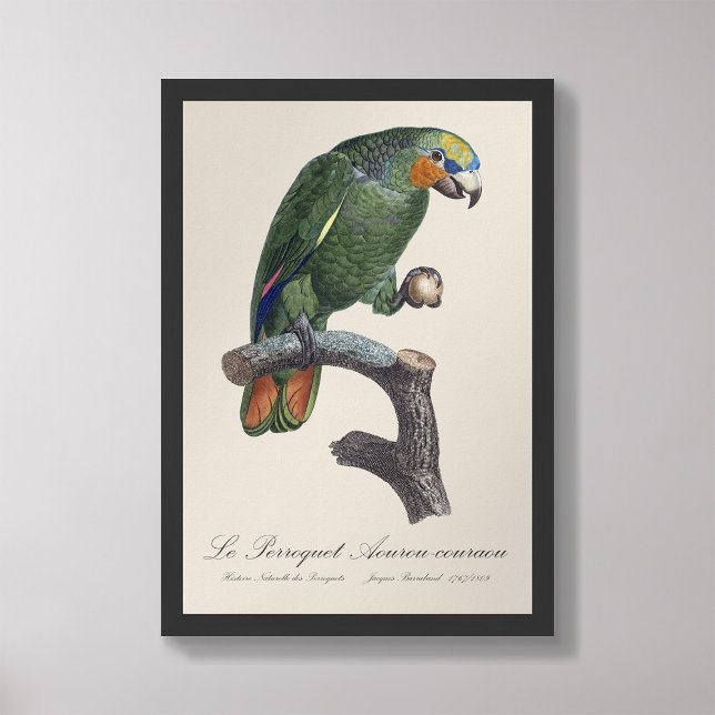 Perroquet Aourou-couraou/ Orange-winged amazon Fototryck (Skapare uppladdad)