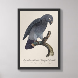 Perroquet Cendre / Timneh African grått parrot Fototryck