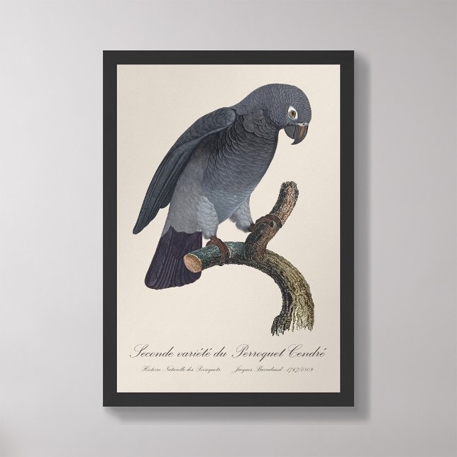Perroquet Cendre / Timneh African grått parrot Fototryck (Skapare uppladdad)