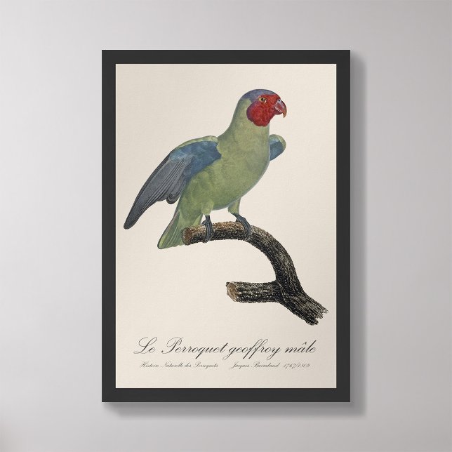 Perroquet geoffroy handjur / Red cheeked Parrot Fototryck (Skapare uppladdad)