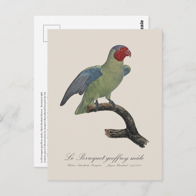 Perroquet geoffroy handjur / Red cheeked Parrot Vykort (Fram/baksida)