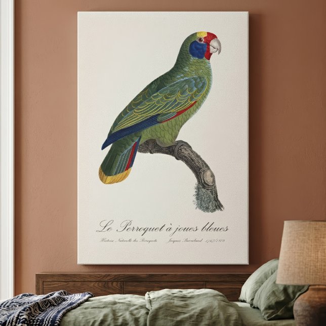 Perroquet joues bleues / Red-tailed amazon Canvastryck (Red-Tailed Parrot Amazon, Amazona Brasiliensis. Canvas Print)
