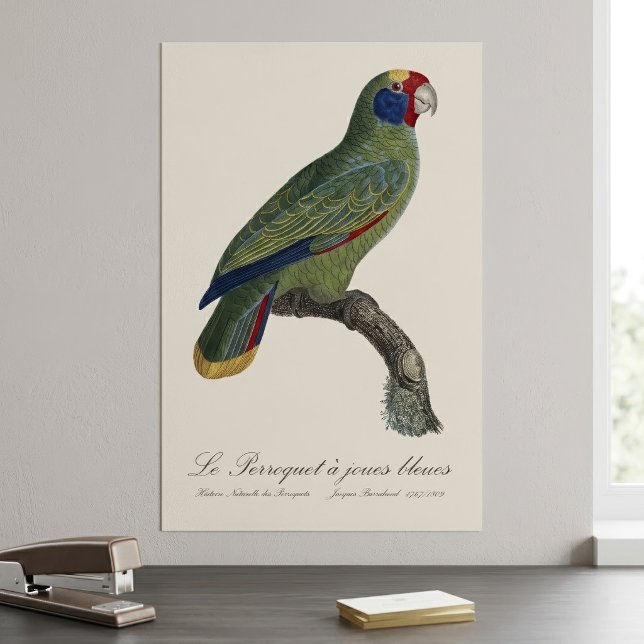 Perroquet joues bleues / Red-tailed amazon Poster (Red-Tailed Parrot Amazon, Amazona Brasiliensis. Poster)