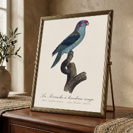 Perruche a bandeau rouge/Musk Lorikeet Fototryck