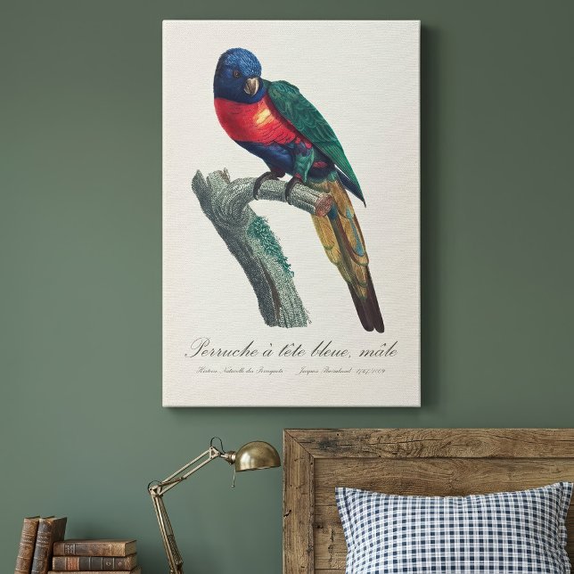 Perruche a tetbleue/Rainbow lorikeet Canvastryck (Rainbow Lorikeet Male, Trichoglossus Moluccanus. Canvas Print)