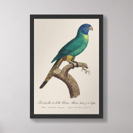 Perruche a tetbleue/Rainbow lorikeet, juvenile Fototryck