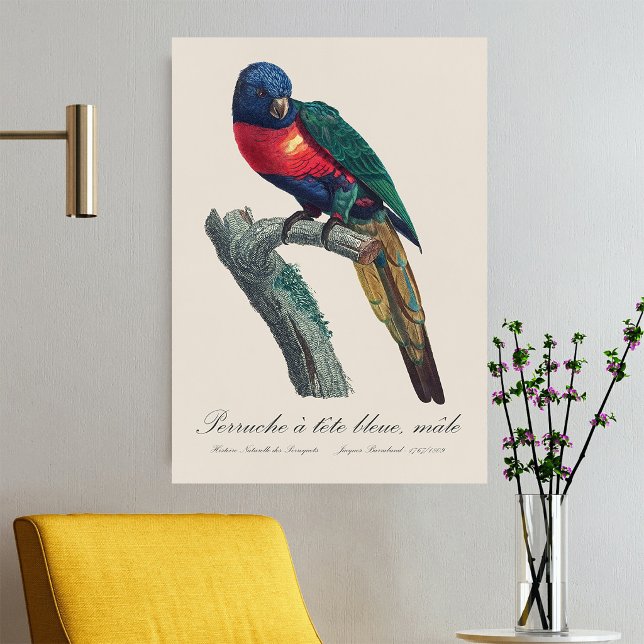 Perruche a tetbleue/Rainbow lorikeet Poster (Rainbow Lorikeet Male, Trichoglossus Moluccanus. Poster)
