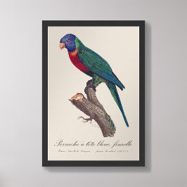 Perruche a tete bleue, femelle/Rainbow lorikeet, Fototryck