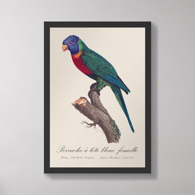 Perruche a tete bleue, femelle/Rainbow lorikeet, Fototryck (Skapare uppladdad)