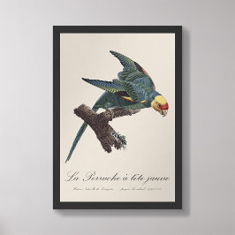 Perruche a Tete Jaune / Carolina parakeet Fototryck