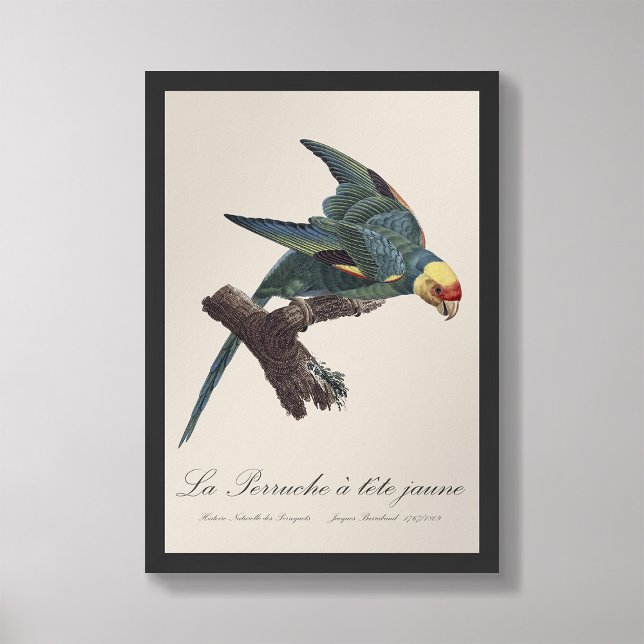 Perruche a Tete Jaune / Carolina parakeet Fototryck (Skapare uppladdad)
