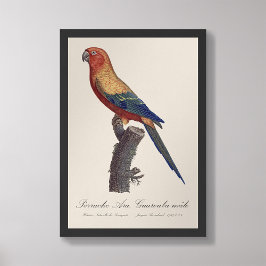 Perruche Ara, Guarouba/Sol parakeet Fototryck