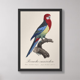 Perruche omnicolore/Östra rosella Fototryck
