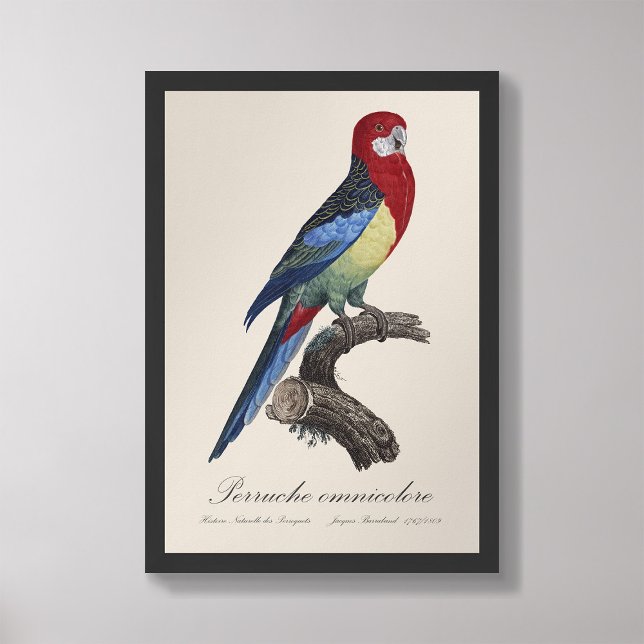 Perruche omnicolore/Östra rosella Fototryck (Skapare uppladdad)