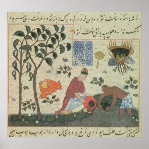 Pers 332 Pepper träd och peppar Poster