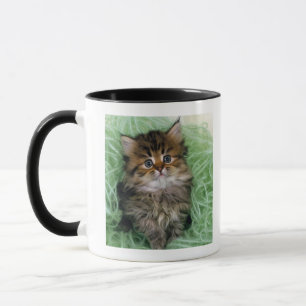 Perserkatt; är en av de äldsta avel av cat.en mugg
