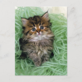 Perserkatt; är en av de äldsta avel av cat.en vykort