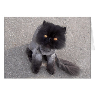 Perserkatt Hälsningskort