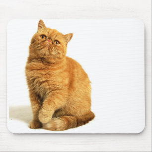 Perserkatt Musmatta