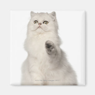 Perserkattsitta Magnet