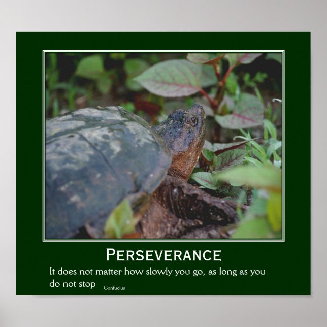 Perseverance Confucius Quote Turtle Inspirational Poster (Framsidan)