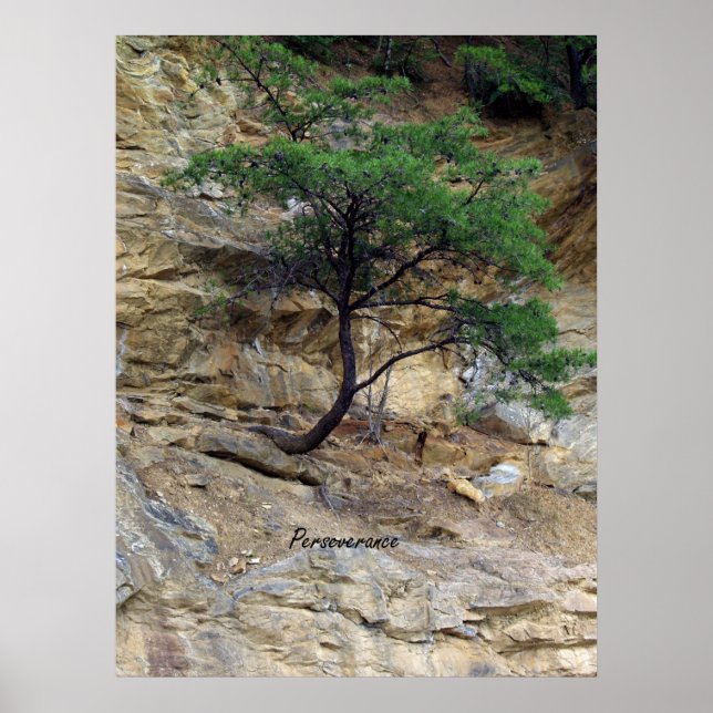 Perseverance Träd Poster (Framsidan)