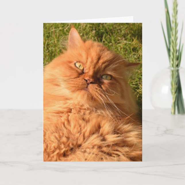 PERSIAN CAT BIRTHDAY CARD KORT (Framsida)