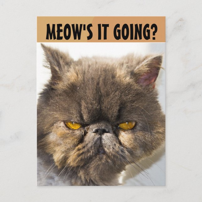 PERSIAN CAT FUNNY POSTCARD VYKORT (Framsida)