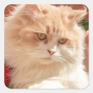 Persian Cat Fyrkantigt Klistermärke
