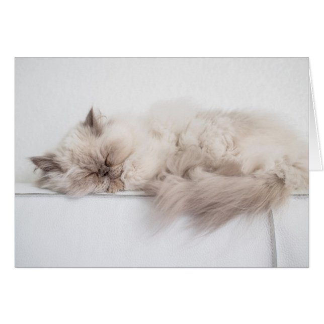 Persian Cat Hälsningskort (Framsidan Horizontal)