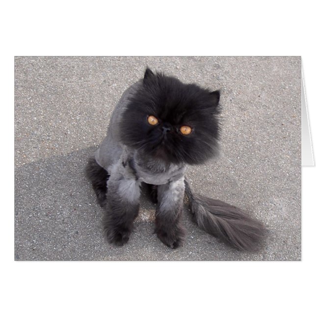 Persian Cat Hälsningskort (Framsidan Horizontal)
