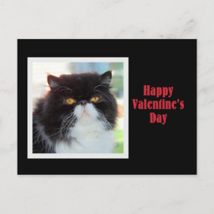 Persian Cat Happy Valentine Day Helg Vykort