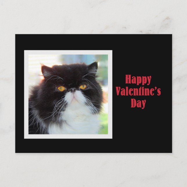 Persian Cat Happy Valentine Day Helg Vykort (Framsida)