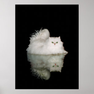 Persian Cat med Jade Grönt Öga Poster