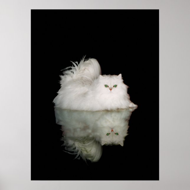 Persian Cat med Jade Grönt Öga Poster (Framsidan)