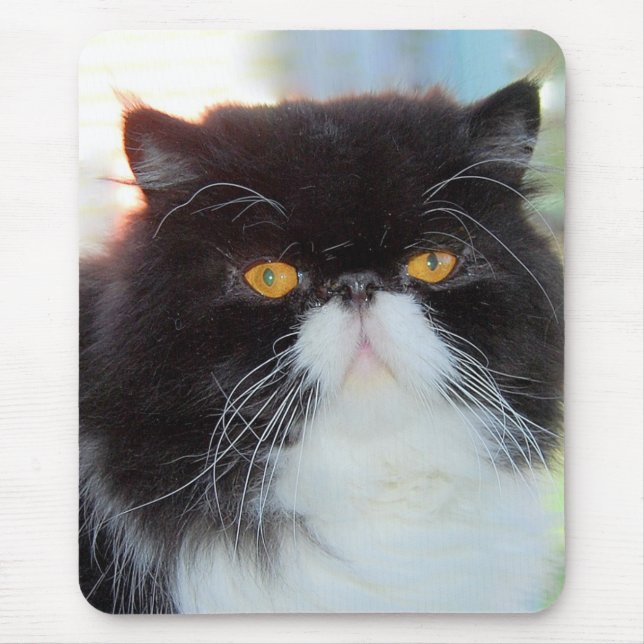 Persian Cat Mousepad Musmatta (Framsidan)