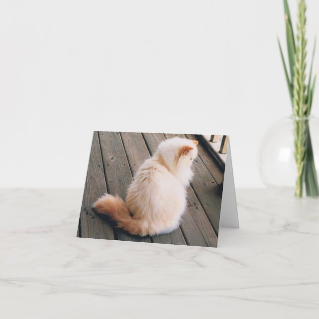 Persian Cat Note-kort Kort (Framsida)