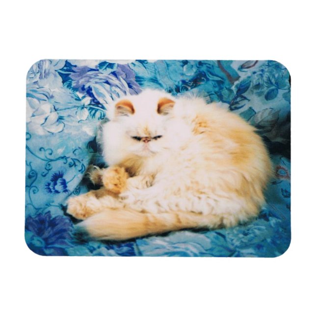 Persian Cat Photo Magnet (Horisontell)