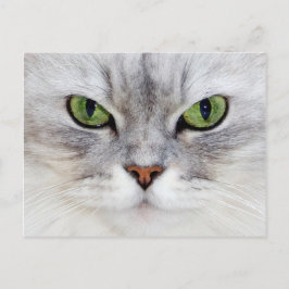Persian cat porträtt - vykort