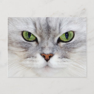 Persian cat porträtt - vykort