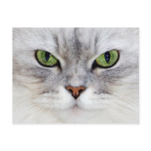 Persian cat porträtt - vykort